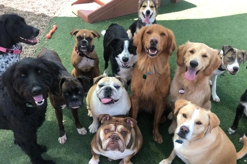 Dog Daycamp in Des Moines