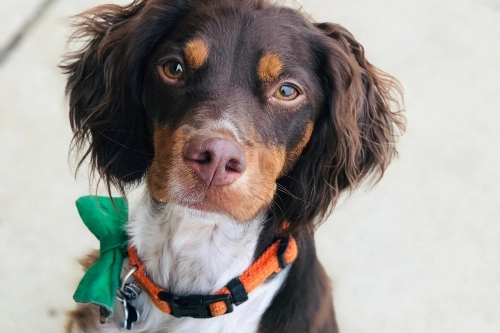 Dog grooming in Des Moines