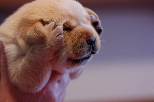 Puppy Daycamp, preschool, training and more